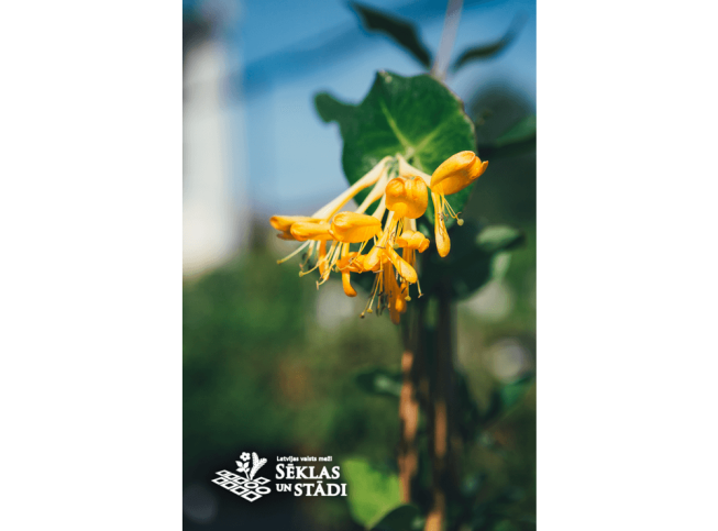 Lonicera × tellmanniana